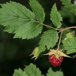 redraspberry
